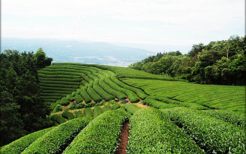 Matcha Day at Isshiki: A Celebration of Craft, Culture & Calm