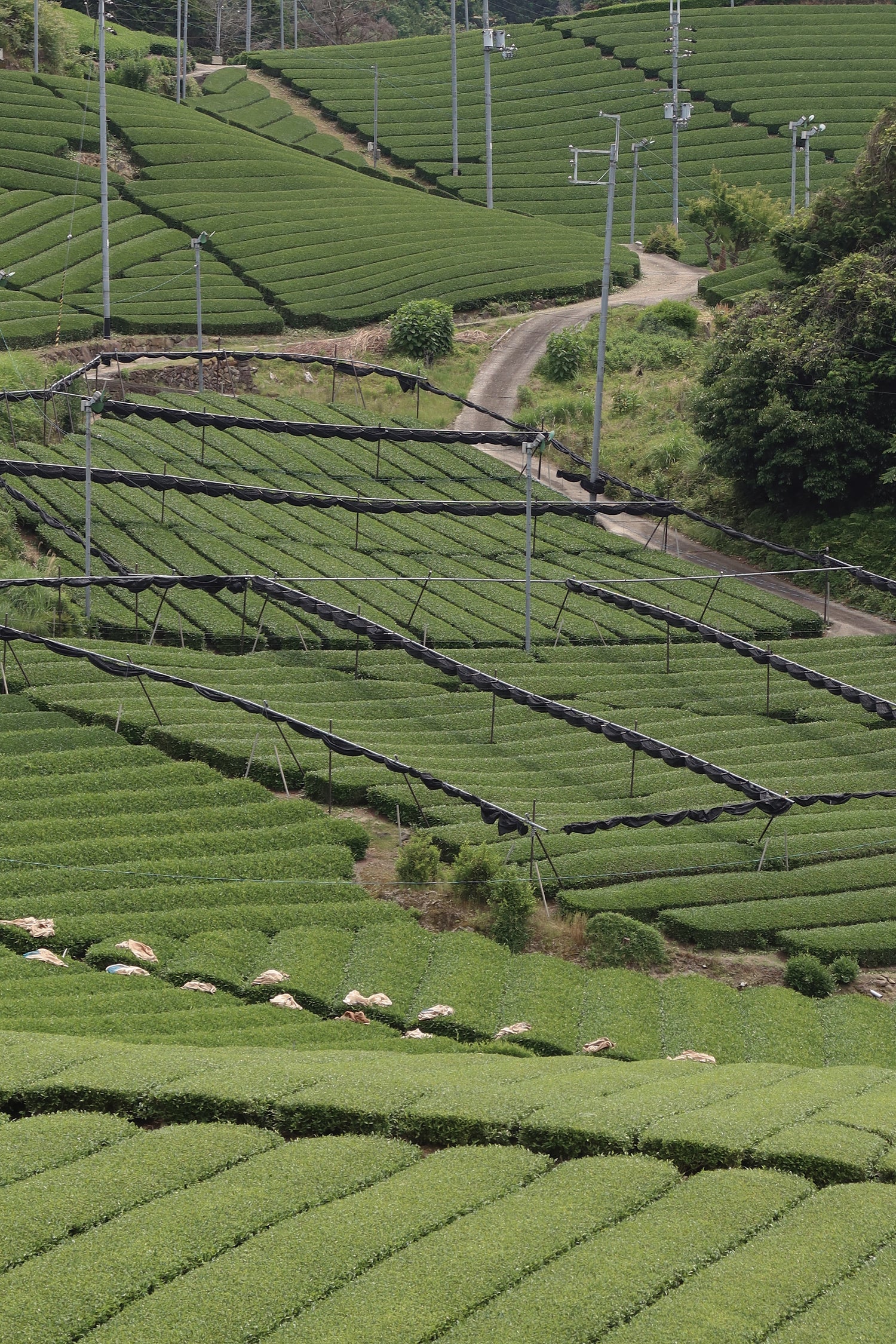 Rolling green tea fields in Japan with black shade canopies covering rows of matcha bushes