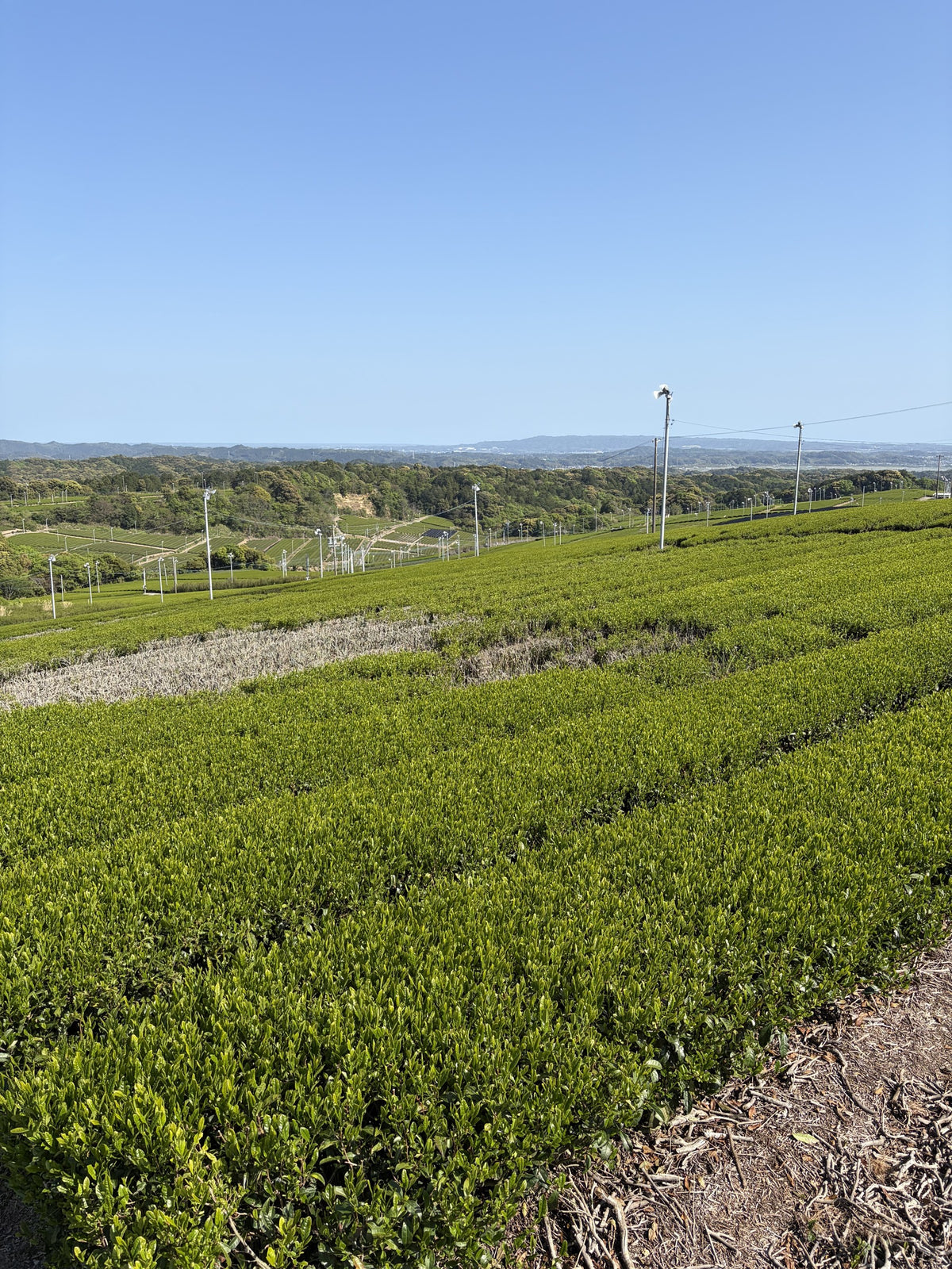 Tea fields photographed during a farm visit
