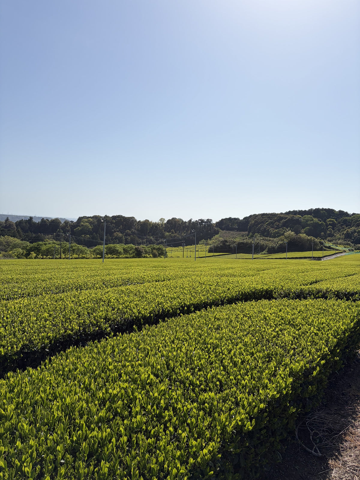 Rows of tea plants at a Japanese tea farm
