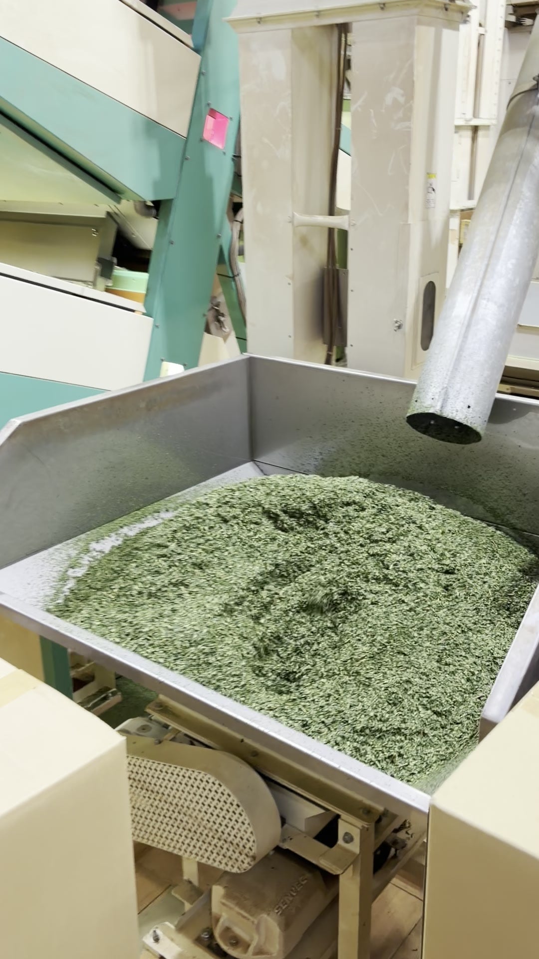 Tea leaves passing through processing equipment