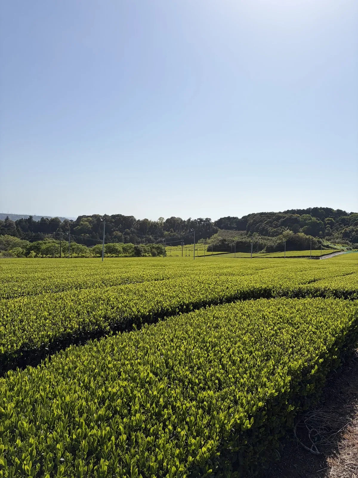 Rows of tea plants at a Japanese tea farm.